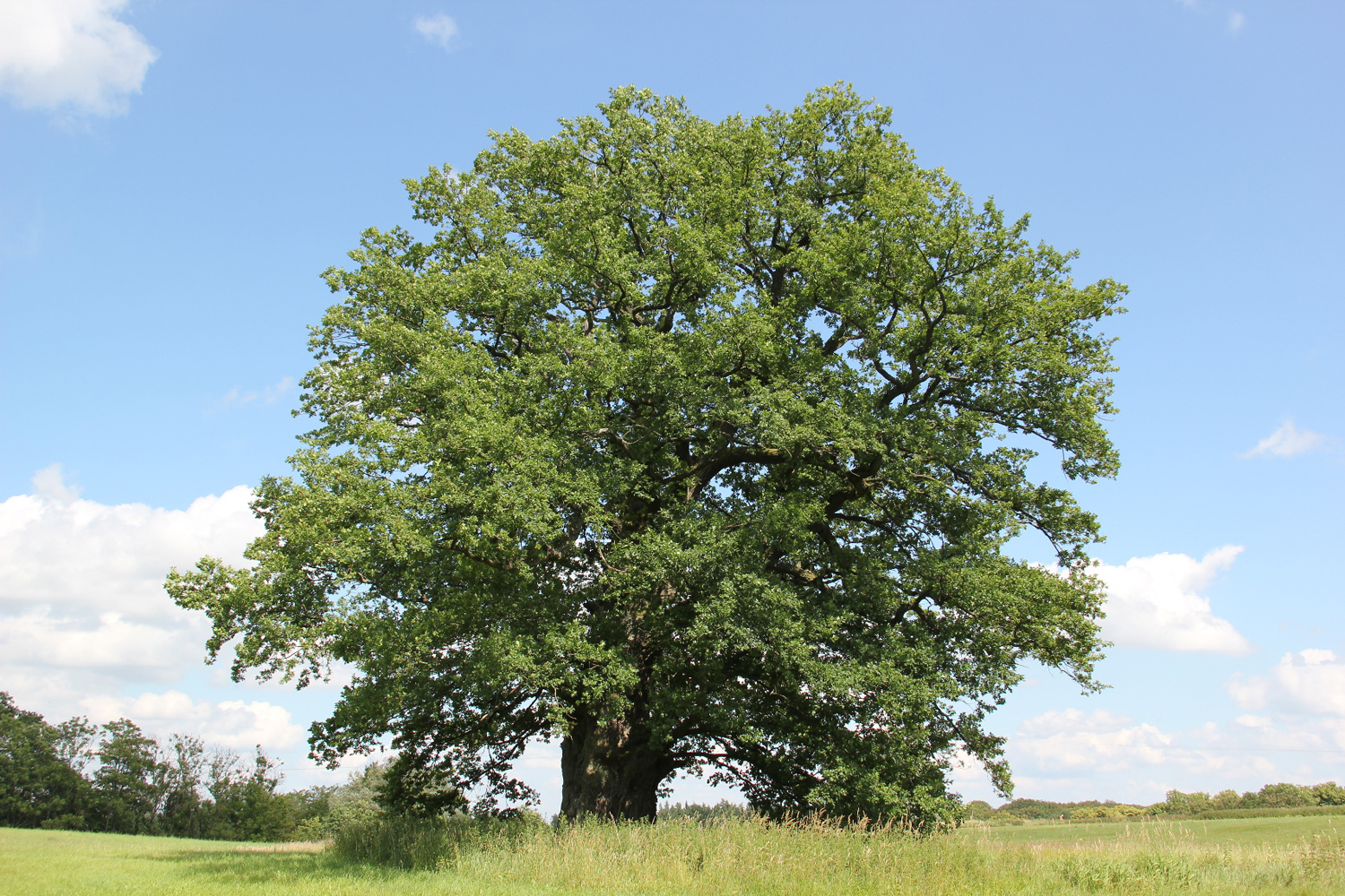 Kronensicherung